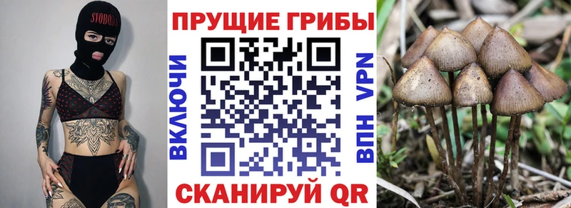 Купить  Зверево  Галлюциногенные грибы мицелий 